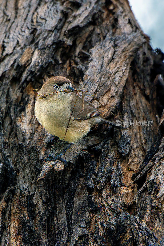 南方白脸(Aphelocephala leucopsis)筑巢